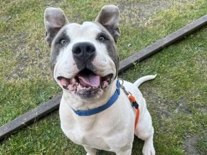 BRUIN, Adult Male Pit Bull Terrier