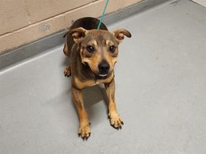 BANANA PARFAIT, Young Female German Shepherd Dog