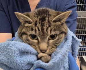 ANGELA WORREL, Young Female Domestic Short Hair