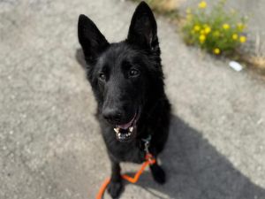 GUINEVERE, Adult Female German Shepherd Dog