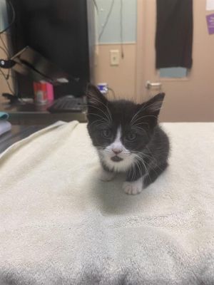 PERSEPHONE, Baby Female Domestic Short Hair