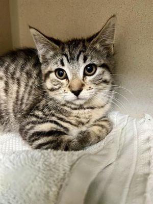 SHADY, Baby Male Domestic Short Hair