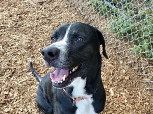 RORY, Adult Male Labrador Retriever