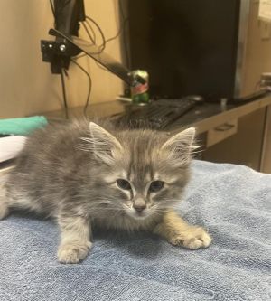 A603089, Baby Female Domestic Long Hair