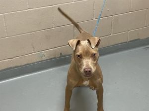 PIPER, Young Female Pit Bull Terrier