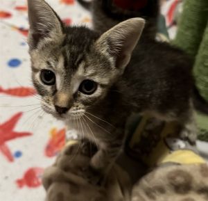 SHIMMER, Baby Female Domestic Short Hair