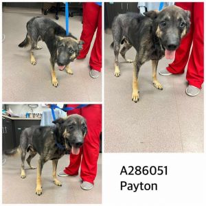 PAYTON, Adult Male German Shepherd Dog
