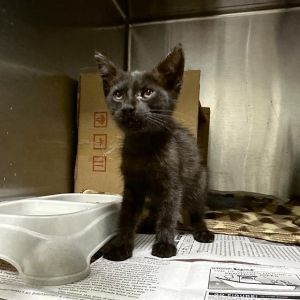 BETTE MIDLER, Baby Female Domestic Short Hair