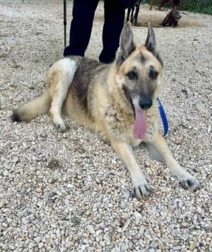 ZOEY, Adult Female German Shepherd Dog