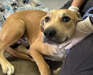 SHAWN, Young Male Black Mouth Cur