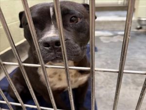UNKNOWN, Young Male Pit Bull Terrier