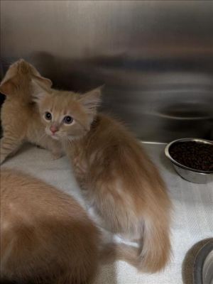 A072396, Baby Male Domestic Short Hair