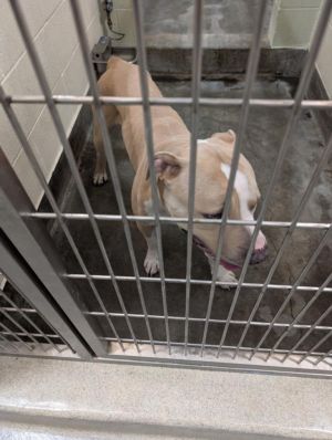 A072398, Young Male Pit Bull Terrier