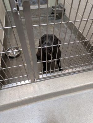 A072397, Young Female Pit Bull Terrier