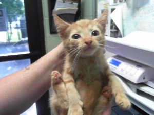 KURT, Baby Male Domestic Short Hair