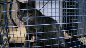 WINK, Young Female Domestic Short Hair