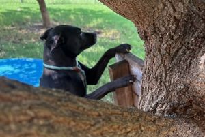 SMIDGEN, Adult Female Pit Bull Terrier