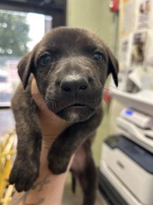 MOG, Baby Female Dutch Shepherd