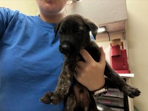 ANI, Baby Male Dutch Shepherd