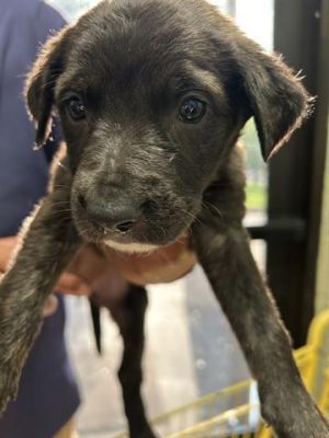 AHSOKA, Baby Female Dutch Shepherd