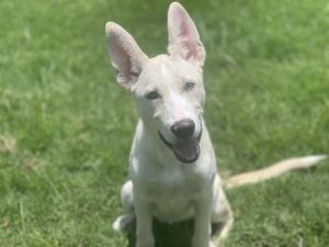 JEAN, Young Female German Shepherd Dog