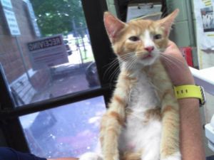 LOGAN, Baby Male Domestic Short Hair