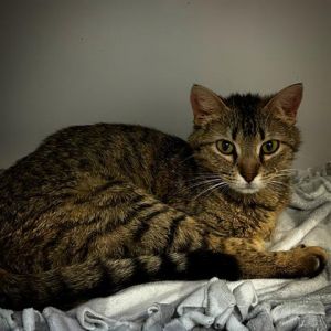 GRETTA, Young Female Domestic Short Hair