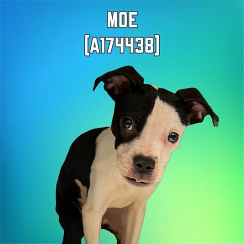 MOE 3