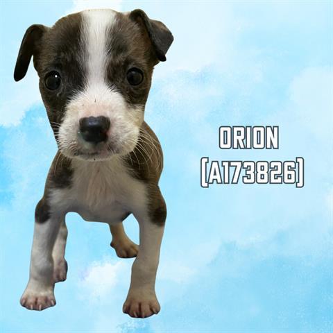 ORION