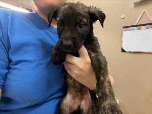 LUKE, Baby Male Dutch Shepherd