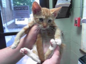 PETER, Baby Male Domestic Short Hair