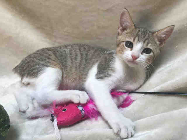 GIZMO