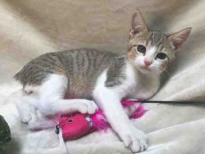 GIZMO, Adult Male Domestic Short Hair