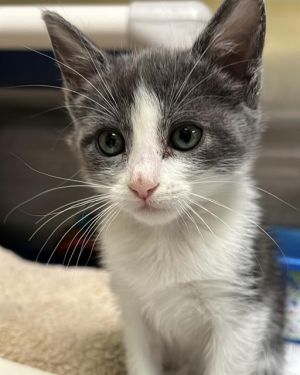 LILO, Baby Female Domestic Short Hair