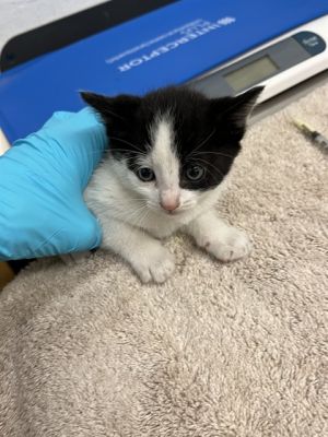 WHEAT, Baby Male Domestic Short Hair