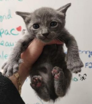 STITCH, Baby Male Domestic Short Hair