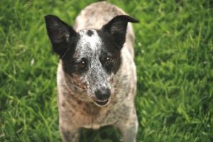 MALIK Australian Cattle Dog / Blue Heeler Dog