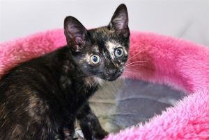 OYA Domestic Short Hair Cat