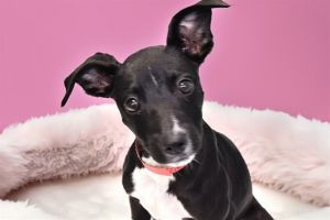 FLORECITA American Staffordshire Terrier Dog