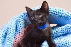 MIKEY Domestic Short Hair Cat
