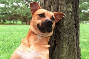 JIMMY Labrador Retriever Dog