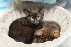 SAFFRON Domestic Short Hair Cat