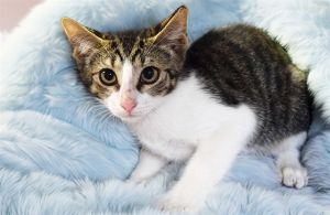 JUJU Domestic Short Hair Cat
