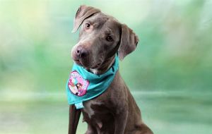 Oh Smores This adorable 5-year-old momma dog is super sweet loving and gentle All she wants is to
