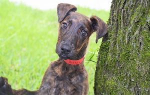 I arrived at the shelter as a stray and hope my family comes for me soon