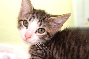 JUPITER Domestic Short Hair Cat