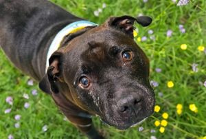 MELLY American Staffordshire Terrier Dog