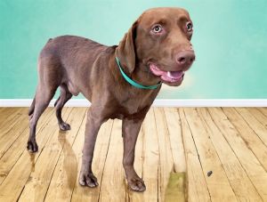 I arrived at the shelter as a stray and hope my family comes for me soon