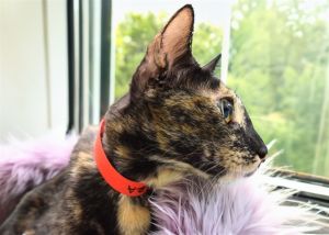 ALARA Domestic Short Hair Cat