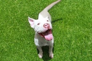 LATTE American Staffordshire Terrier Dog